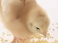 Programas de alimentación para pollos de engorde en sistemas ABF (libre de antibióticos) en pre-inicio. 1. 